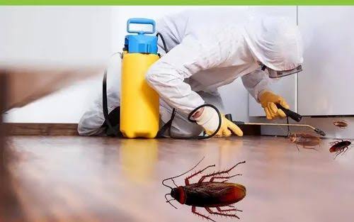 Cockroach Control in Gurgaon