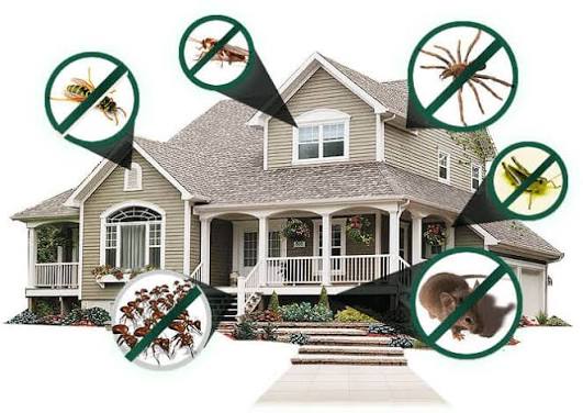 Cockroach control service in Gurgaon